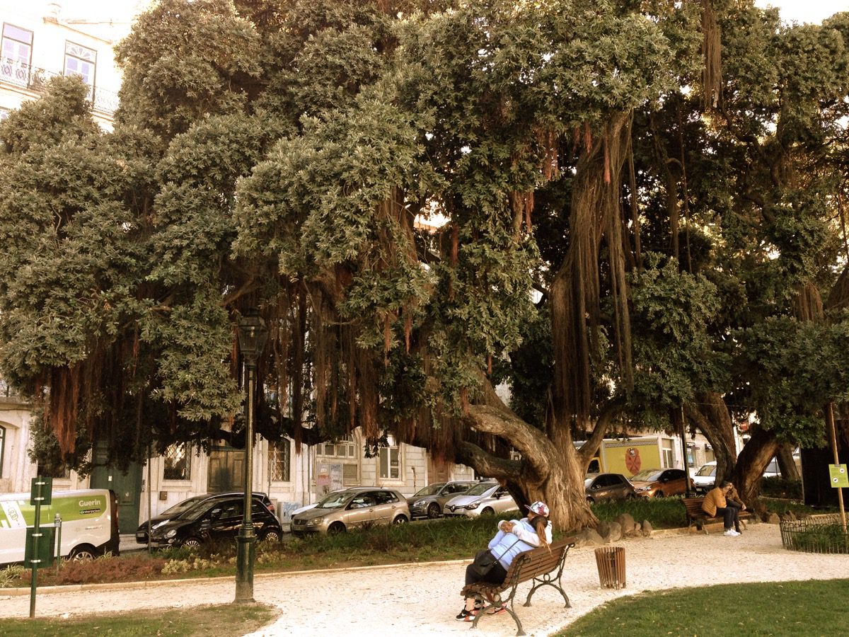 Gemütlichkeit im Bairro Alto in Lissabon: Hier am 'Jardim do Príncipe Real', ein grüner Platz im Herzen der Oberstadt von Lissabon.