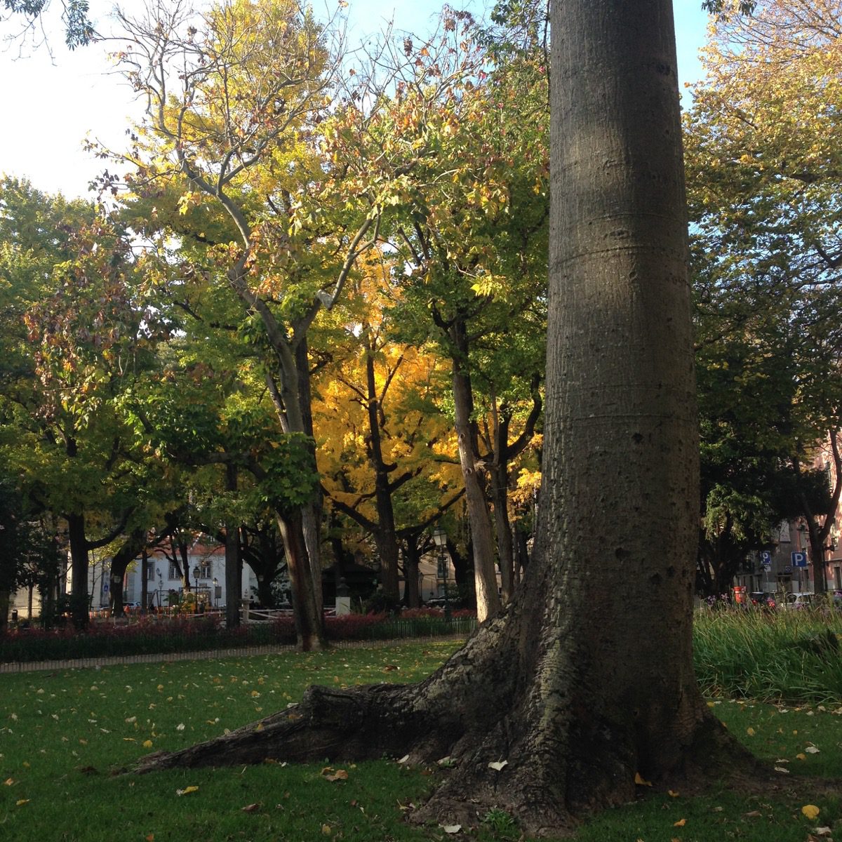 Ein Maulbeerbaum? Möglich im Maulbeergarten des Straßenbezirks Largo do Rato in Lissabon. 