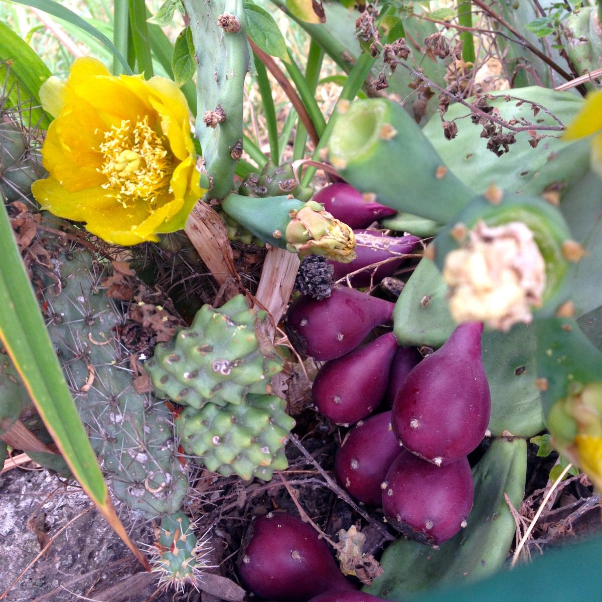 So schön wie sie stechen kann: Eine Opuntie (ugs. Feigenkaktus) mit gefüllten, gelben Blüten (Rovinj, Kroatien).