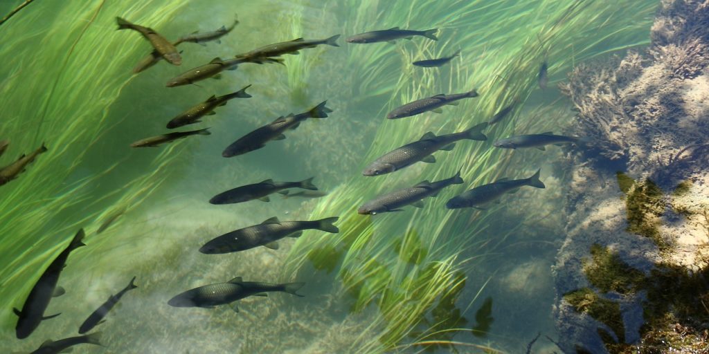 Die Bachforelle (Salmo trutta fario) nutzt die Wasserenergie in Strömungen und Wirbeln um flussaufwärts an ihre Laichplätze zu kommen (Bild von Steen Jepsen auf Pixabay).