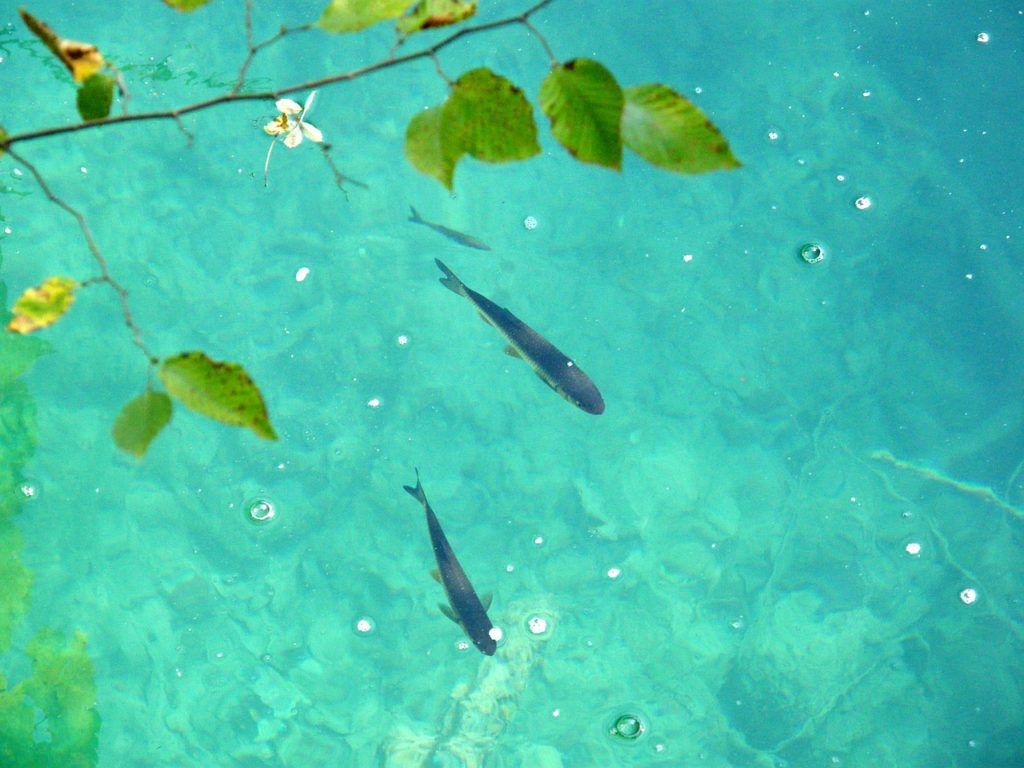 Die Forelle (Salmo trutta) nutzt die Wasserenergie in Strömungen und Wirbeln um flussaufwärts an ihre Laichplätze zu kommen (Bild von Gaby Stein auf Pixabay).