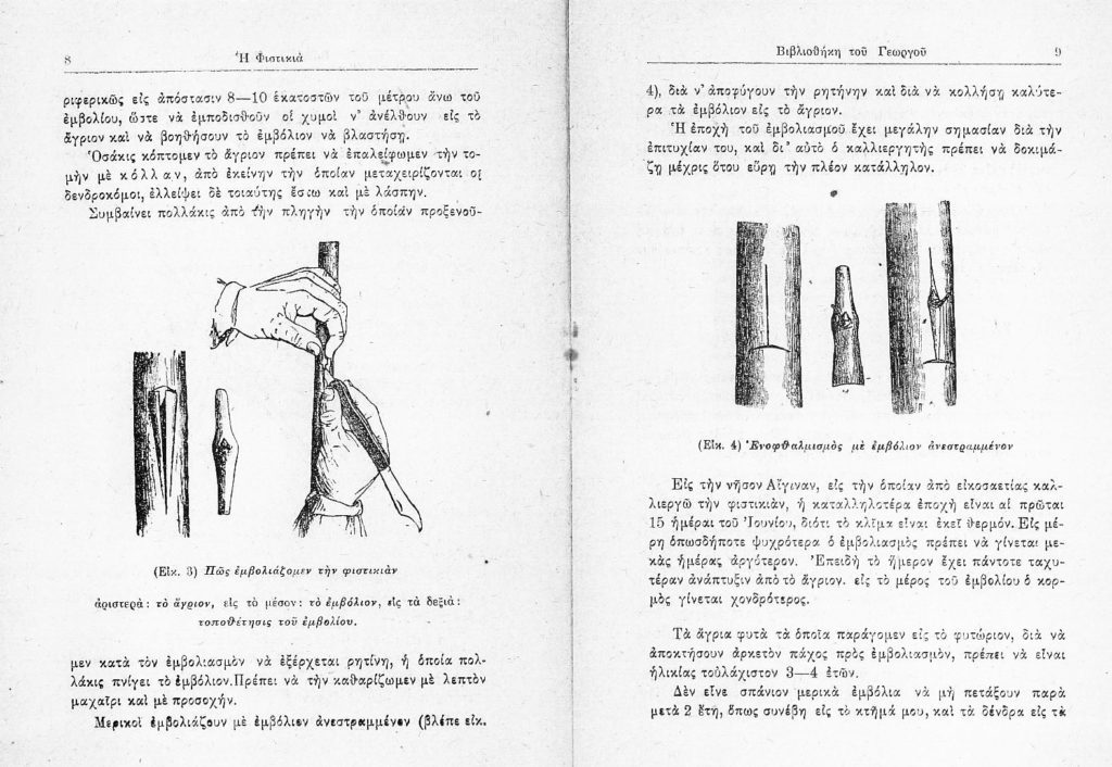 Beschreibungen und Illustrationen zur Vermehrung und Veredelung von Pistazienpflanzen auf Ägina aus dem Buch 'Die Pistazien' von Nikolaos Peroglou aus dem Jahr 1916 (Quelle: pistaches.eu, 2014/06/06).