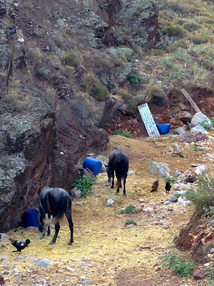 Hydras Bewohner live bei der Arbeit auf der saronischen Insel Hydra (Griechenland, September 2020). 