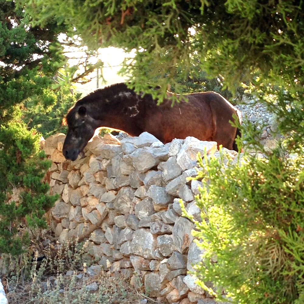 Friedlich, wie unberührt und nur ein paar Schritte hinaus aus der Stadt Hydra: Die Beobachtung eines Pferdes (Hydra, Saronische Inseln, Griechenland, September 2020). 