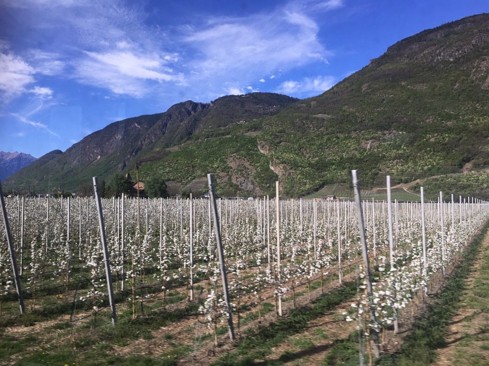 Apfelplantagen in der Blüte, Kirchtürme und Burgruinen auf der Zugfahrt von Bozen nach Lana (Meraner Land, Südtirol, April 2022). 