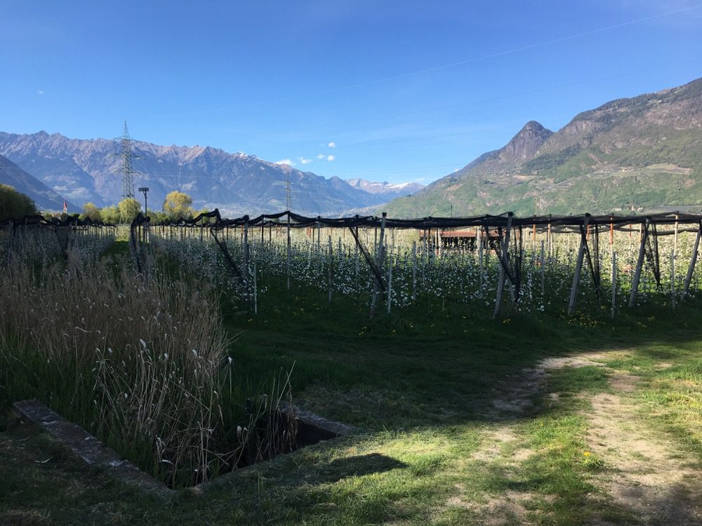 Mit Äpfeln begann der Tag, mit Äpfeln endete er ... (Lana und Umgebung, Meraner Land, Südtirol, 18.04.2022).