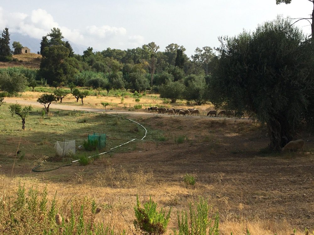 Auf meinem Weg von Dassiá nach Dafnila entdecke ich eine Schafherde auf der Weide (Korfu, Ionische Inseln, Griechenland, 19.08.2022). 