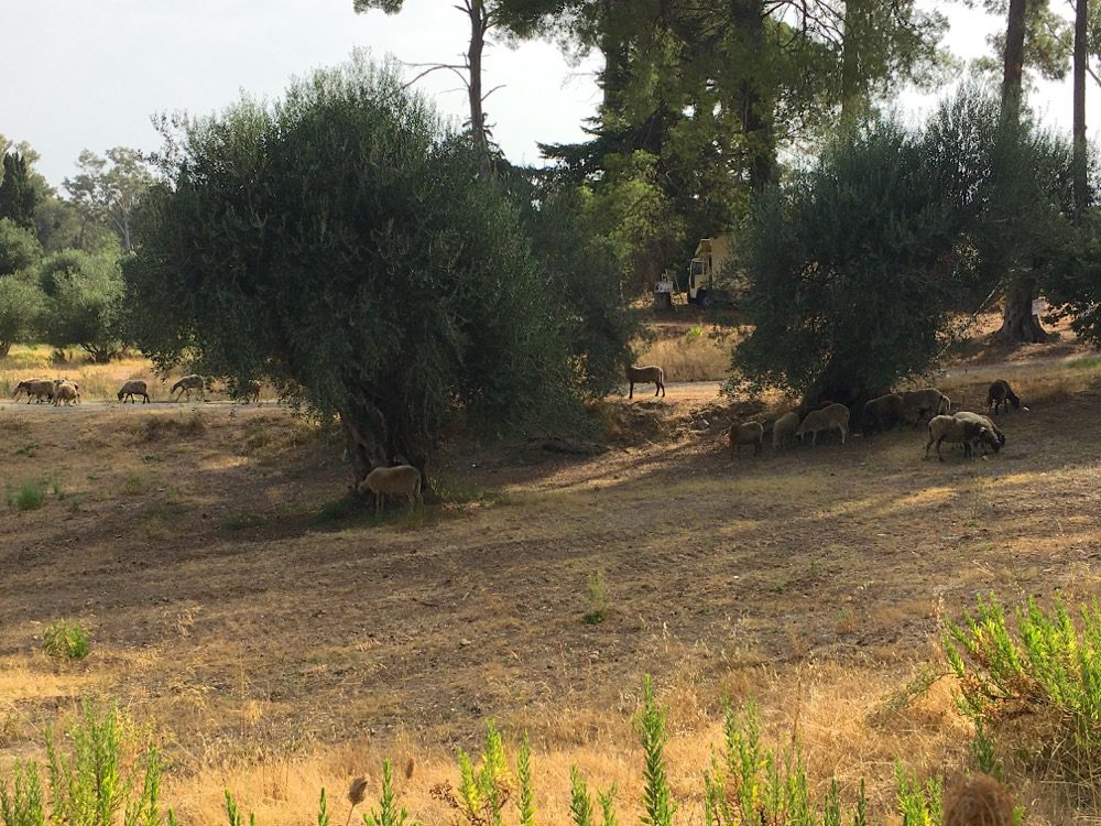 Auf meinem Weg von Dassiá nach Dafnila entdecke ich eine Schafherde auf der Weide (Korfu, Ionische Inseln, Griechenland, 19.08.2022). 