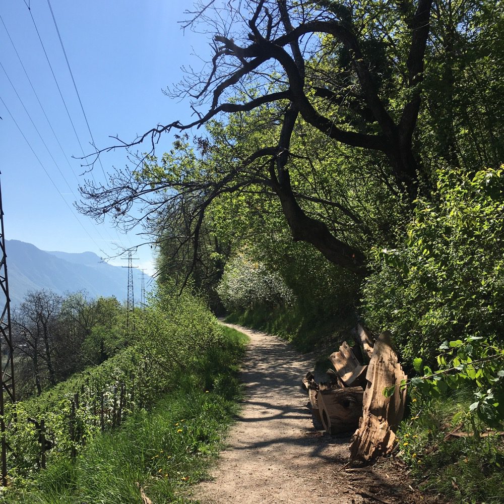 Der Brandis-Waal-Weg führt durch die Wälder oberhalb von Niederlana. Immer wieder ergeben sich schöne Blicke durch die Baumkronen und das Geäst bis schließlich die Burgruine Brandis auftaucht (Lana, Meraner Land, Südtirol, 19.04.2022).
